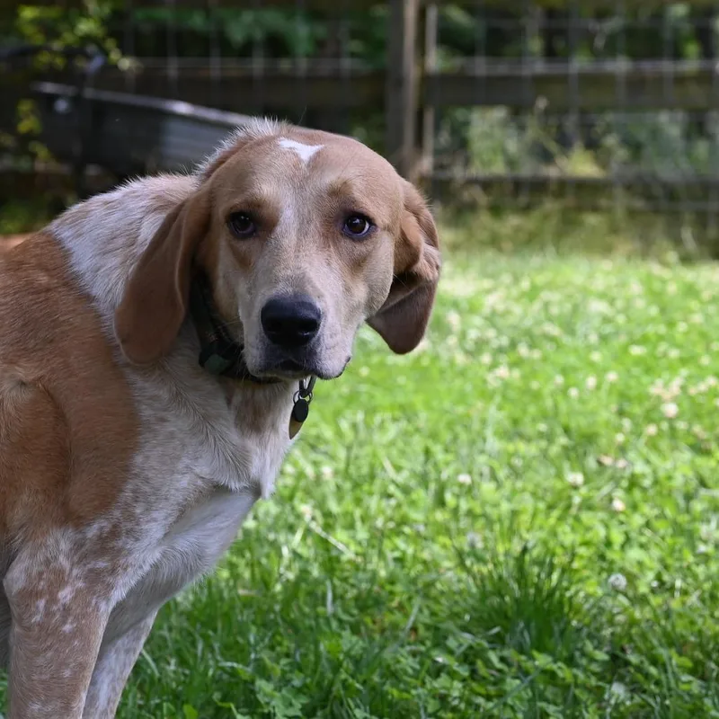 Buttercup G thumbnail 6