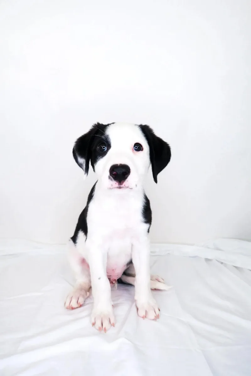 A baby medium-sized male Black Shepherd dog named John Tucker for adoption in Bixby, OK