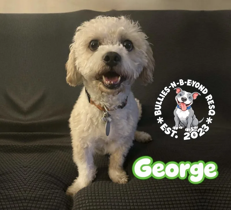 An adult small-sized male Terrier dog named George for adoption in Omaha, NE