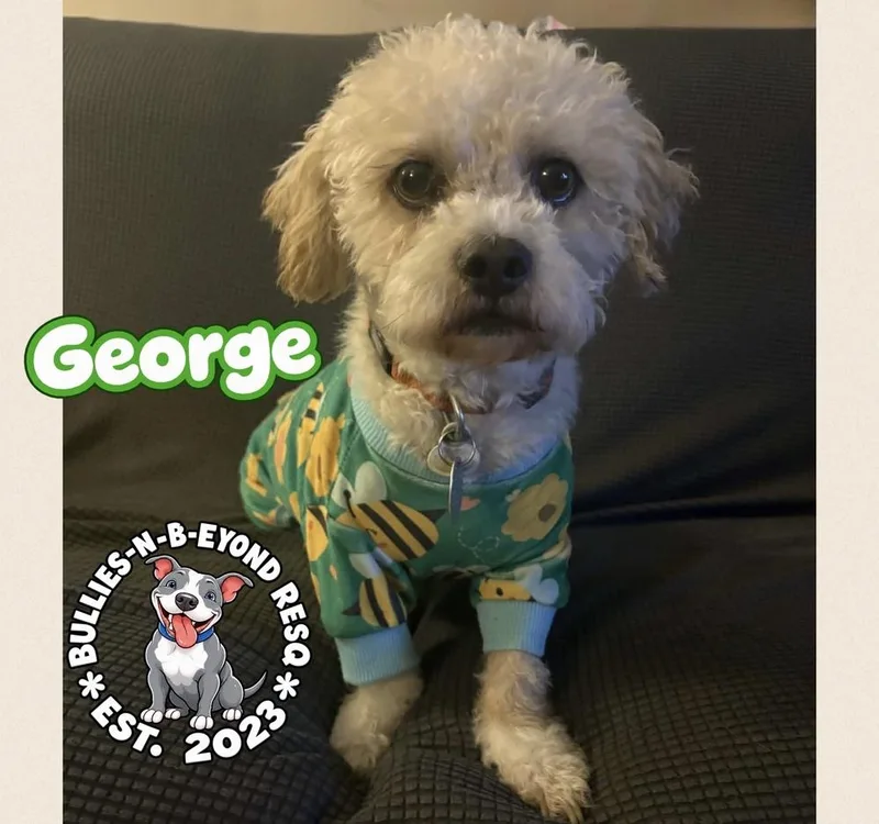 George thumbnail 2