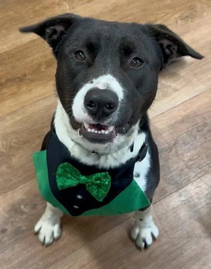 An adult large-sized male Mixed Breed dog named Ulysses for adoption in Savannah, GA