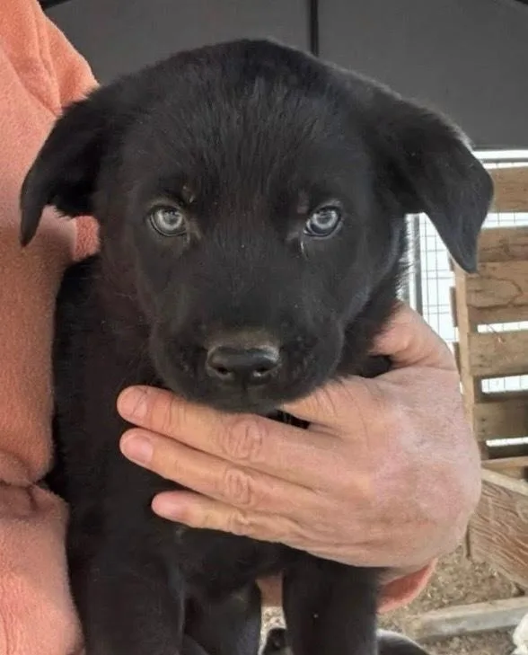 A baby small-sized male Shepherd dog named Topaz for adoption in Vancouver, WA