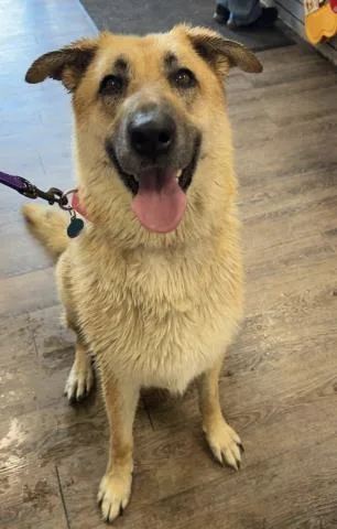An adult large-sized female Yellow / Tan / Blond / Fawn German Shepherd Dog dog named Sassy Urgent for adoption in Thousand Oaks, CA