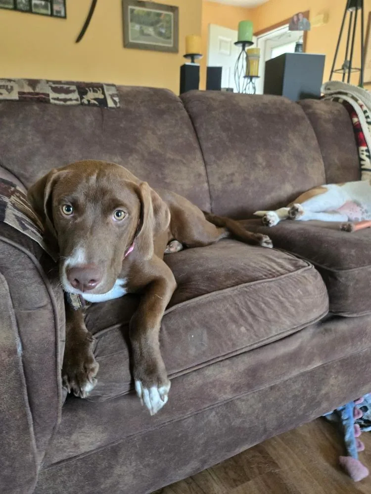 A young large-sized female Labrador Retriever dog named Root Beer for adoption in Lansing, MI