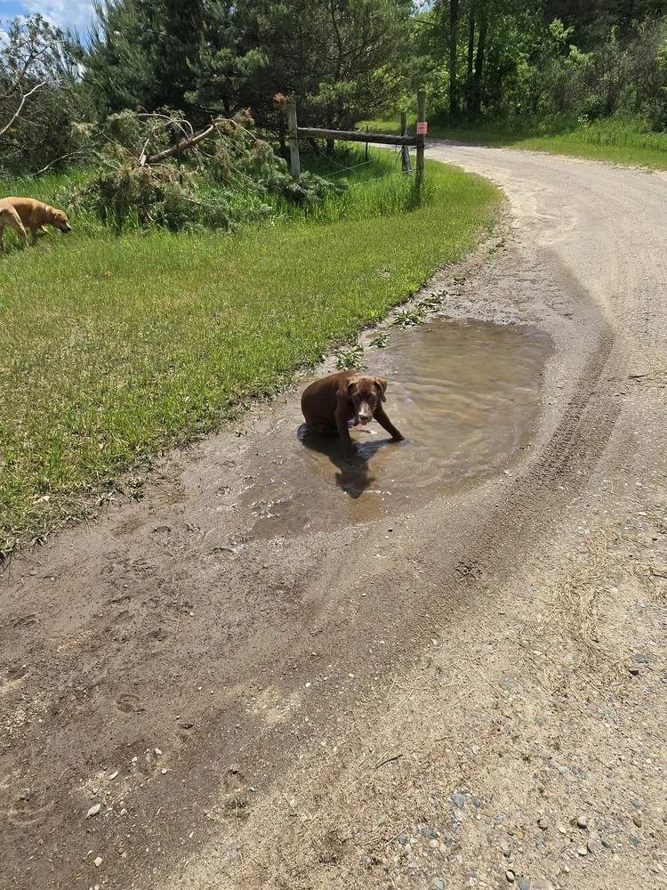 Root Beer thumbnail 3