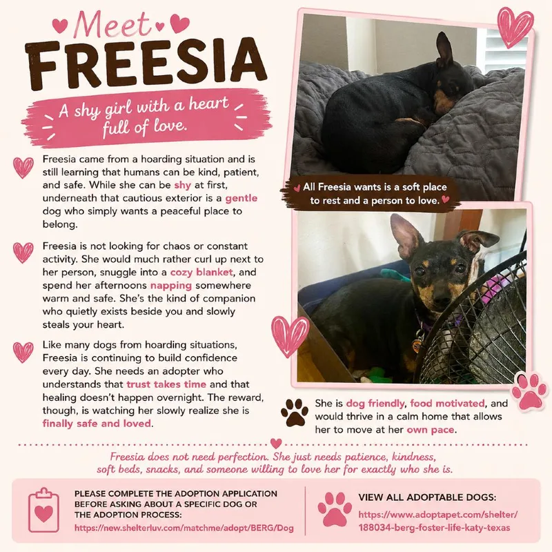 Freesia Arriving  D