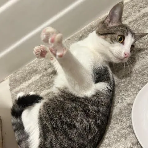 A young small-sized female White Domestic Short Hair cat named Tiramisu for adoption in Los Angeles, CA