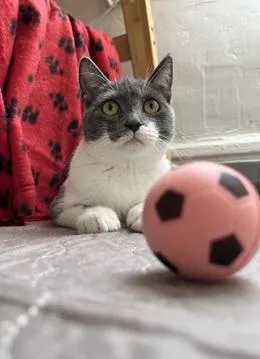 A baby small-sized female Domestic Short Hair cat named Jolie for adoption in San Francisco, CA