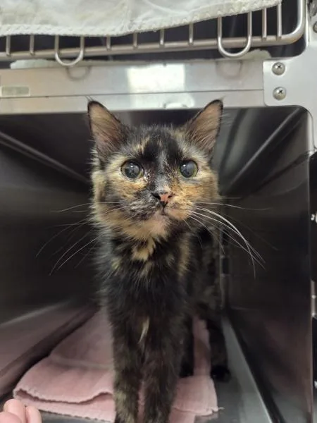 A senior medium-sized female Domestic Medium Hair cat named Pepper for adoption in Vancouver, WA