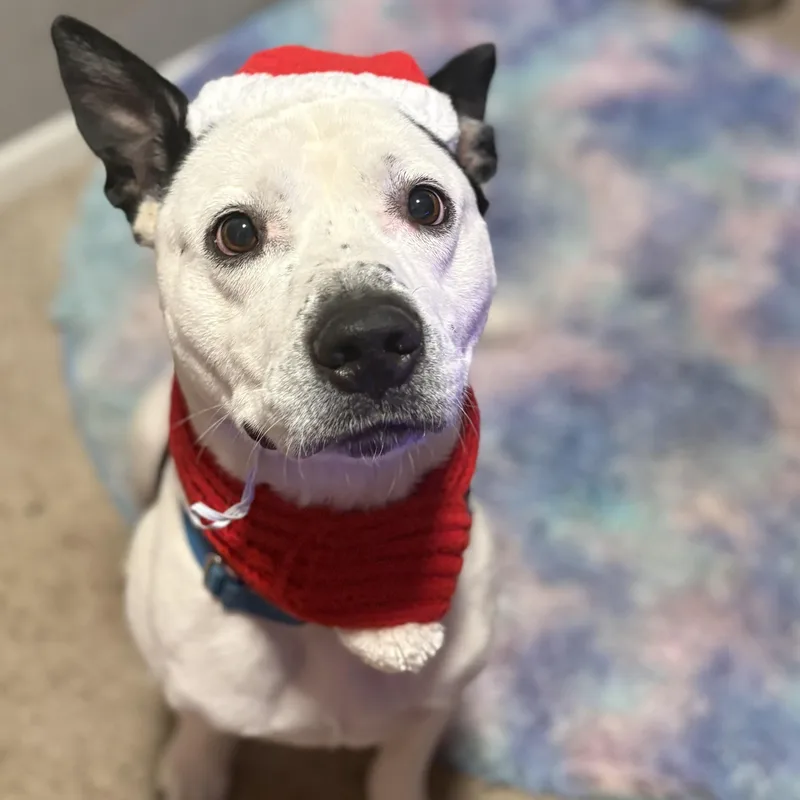 An adult medium-sized male Pit Bull Terrier dog named Bolt for adoption in Krum, TX