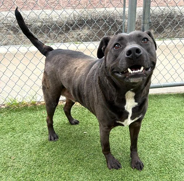 An adult large-sized male Mixed Breed dog named Bugsy for adoption in Columbia, SC
