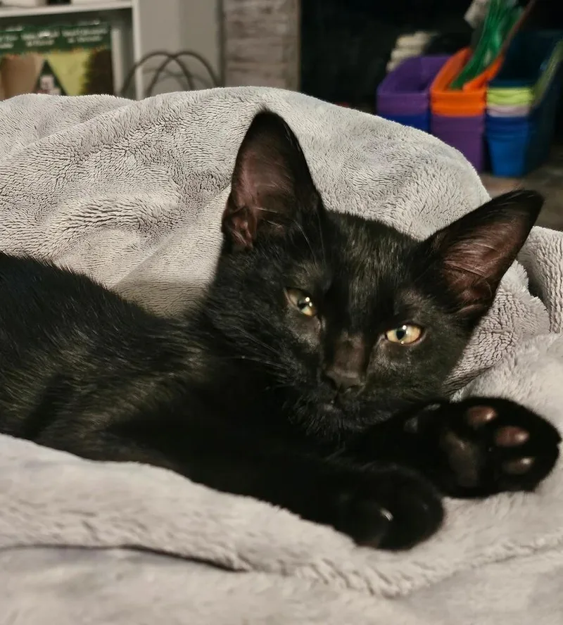 A baby small-sized female Domestic Short Hair cat named Emberly Suits for adoption in Dallas, TX