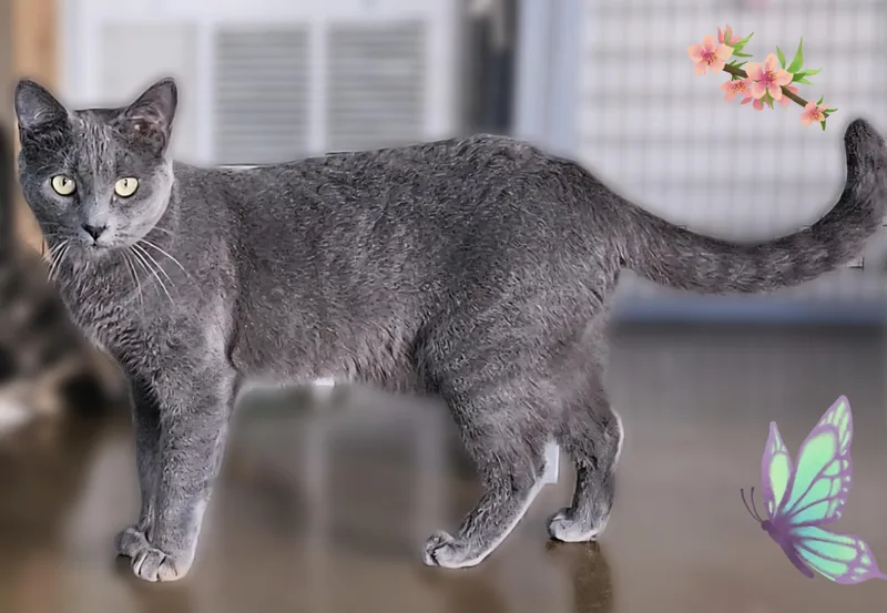 A young medium-sized female Gray / Blue / Silver Domestic Short Hair cat named V for adoption in Scottsdale, AZ