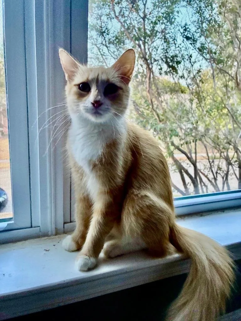 A young medium-sized female Domestic Long Hair cat named Leia for adoption in Lewisville, TX
