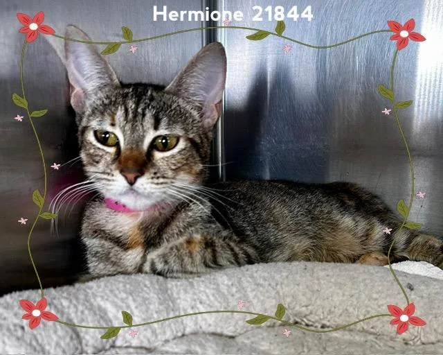 A baby medium-sized female Tabby (Brown / Chocolate) Domestic Short Hair cat named Hermione for adoption in Marietta, GA