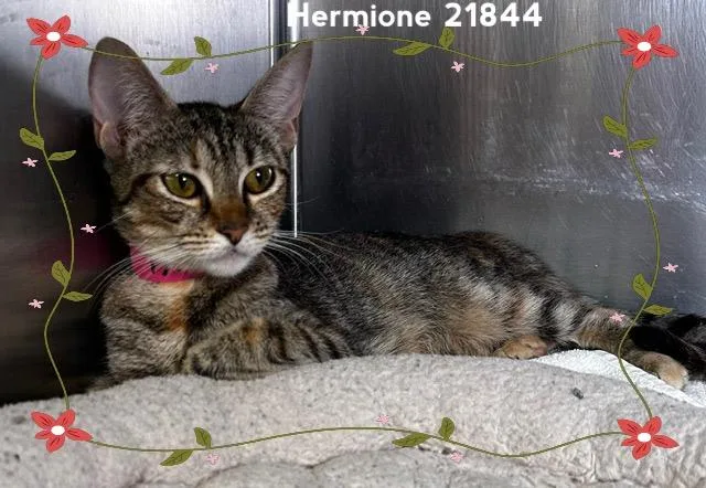 Hermione thumbnail 2