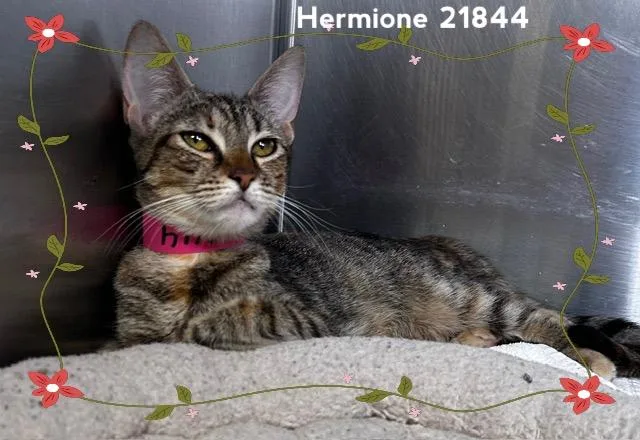 Hermione thumbnail 3