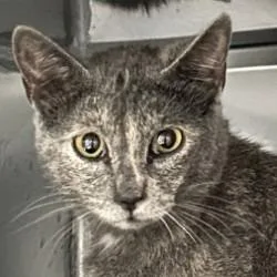 A young medium-sized female Domestic Short Hair cat named Karen for adoption in Brenham, TX