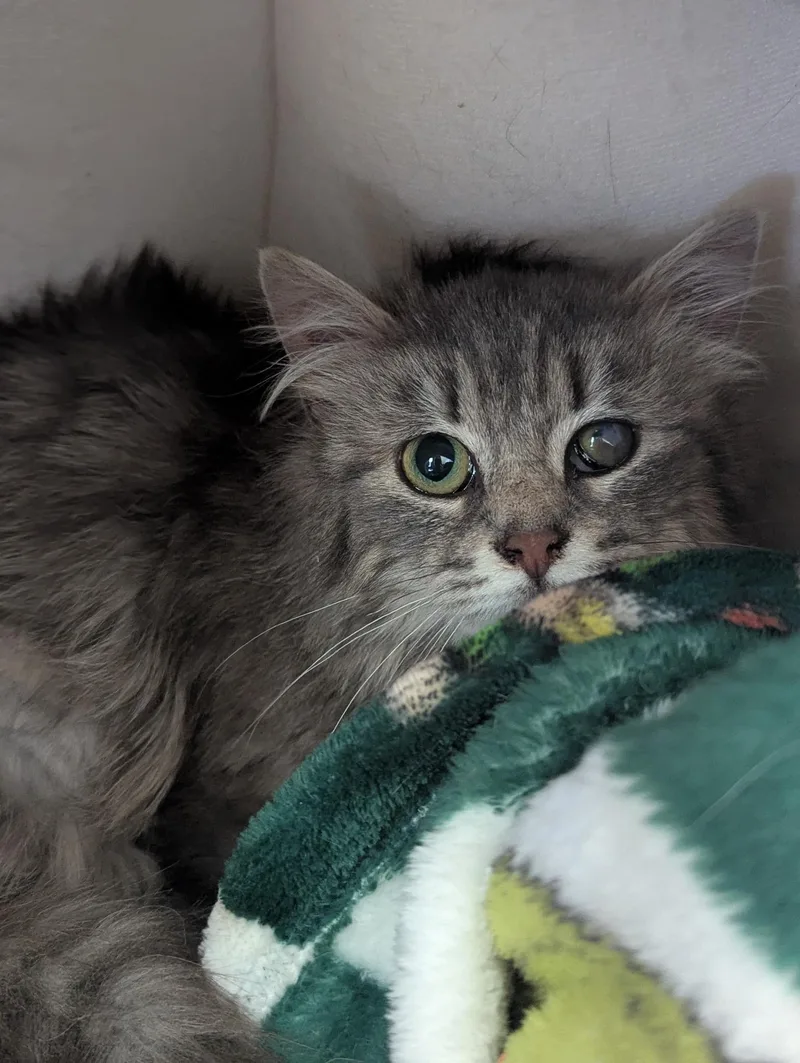 A baby medium-sized female Tabby (Gray / Blue / Silver) Domestic Long Hair cat named Doris for adoption in Morristown, NJ