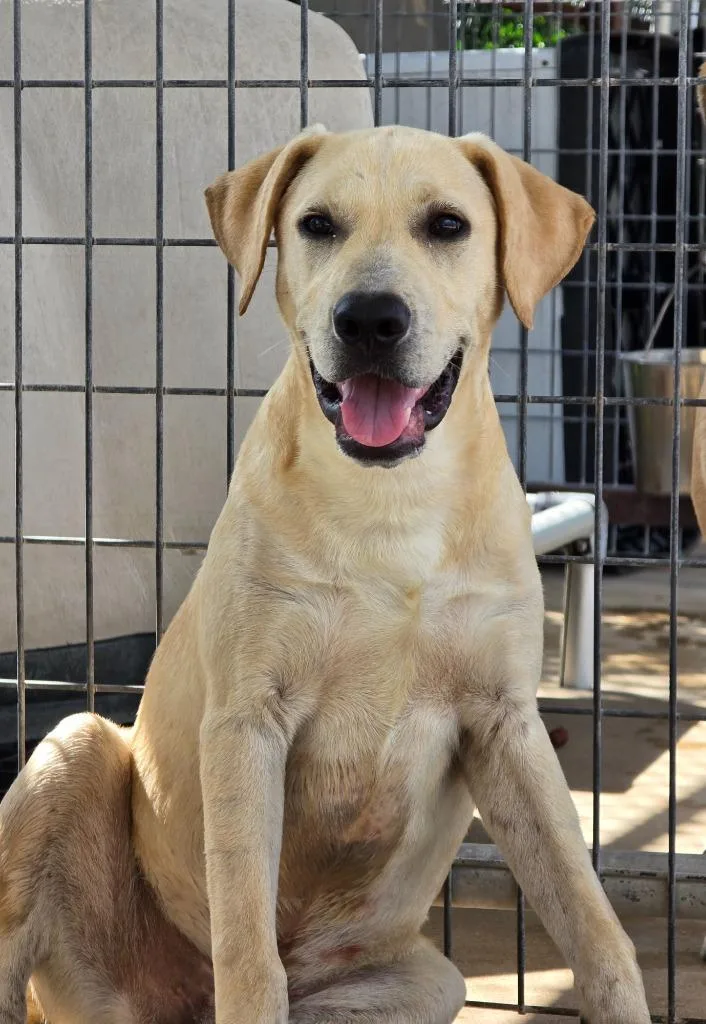 A baby medium-sized male Labrador Retriever dog named Carl for adoption in Canyon Lake, TX