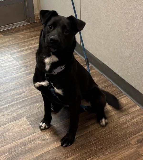 A young large-sized female Labrador Retriever dog named Luna for adoption in San Diego, CA
