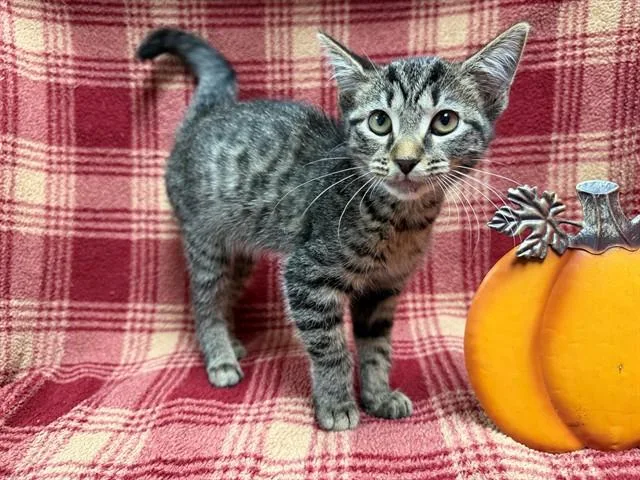 A baby small-sized female Domestic Short Hair cat named Vienna for adoption in Louisville, KY