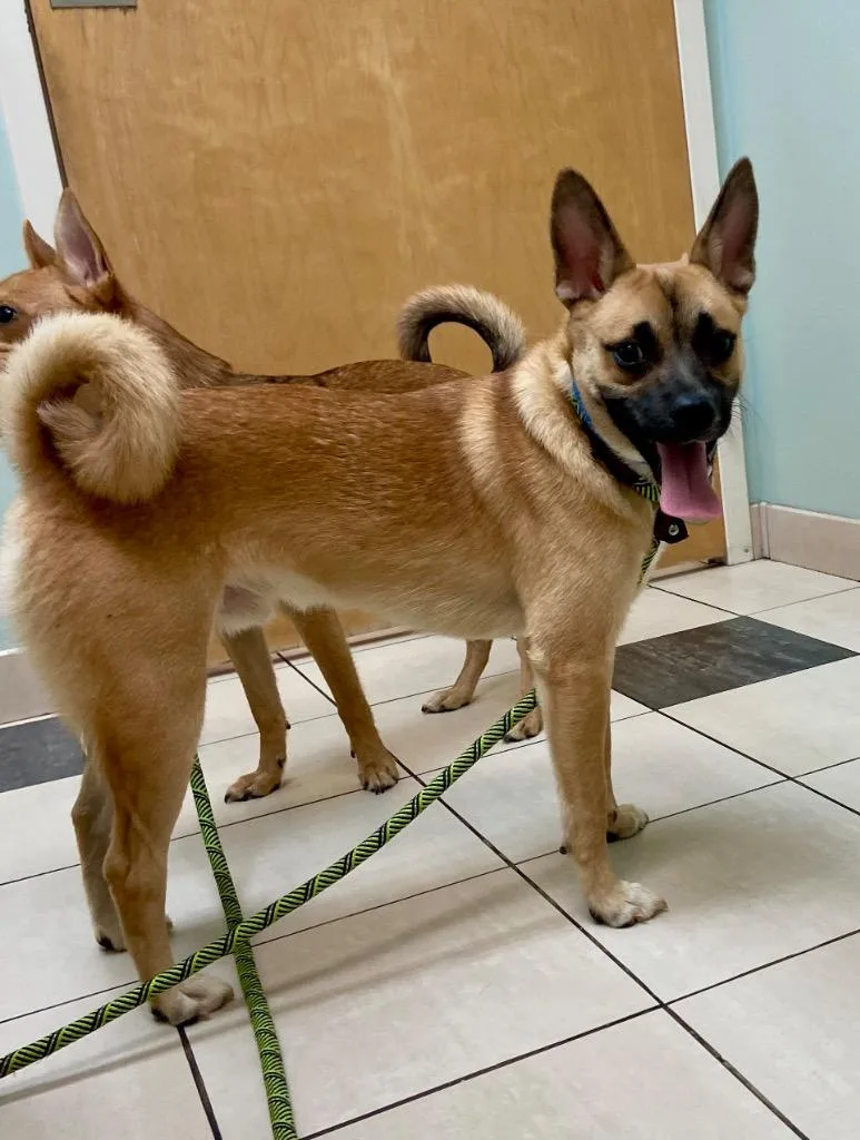 A baby medium-sized male Mixed Breed dog named Cash for adoption in Hampton, VA