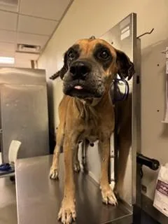 An adult large-sized female Mastiff dog named Bessy for adoption in Miami, FL