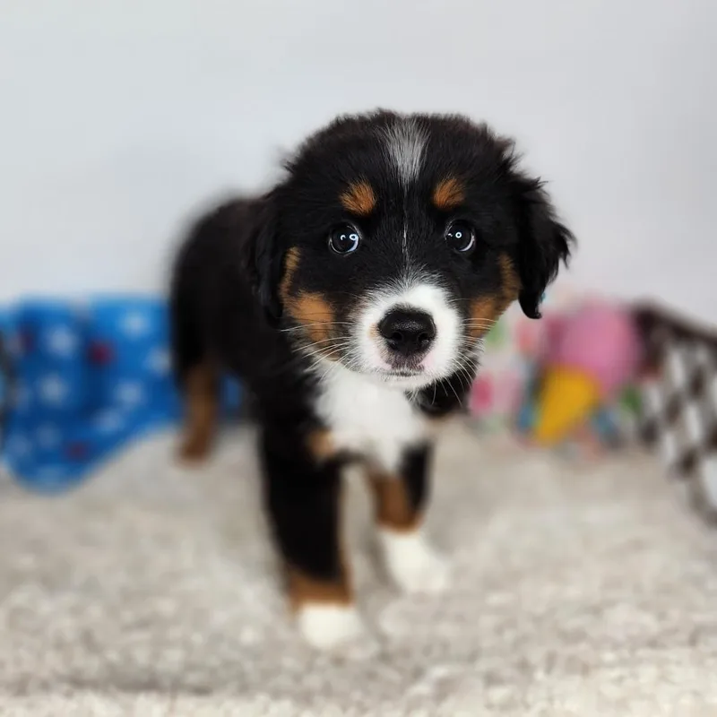 A baby small-sized male Gray / Blue / Silver Australian Shepherd dog named Rex for adoption in Fort Wayne, IN