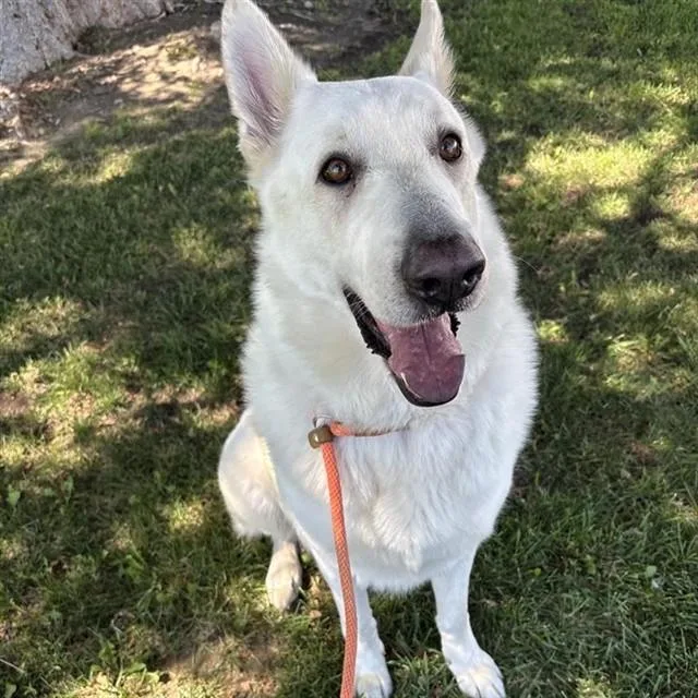 An adult large-sized male German Shepherd Dog dog named Otto for adoption in Ontario, CA