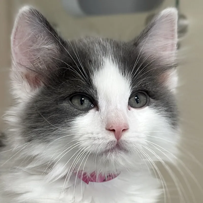 A baby medium-sized female Gray & White Domestic Medium Hair cat named Diana for adoption in Victor, NY