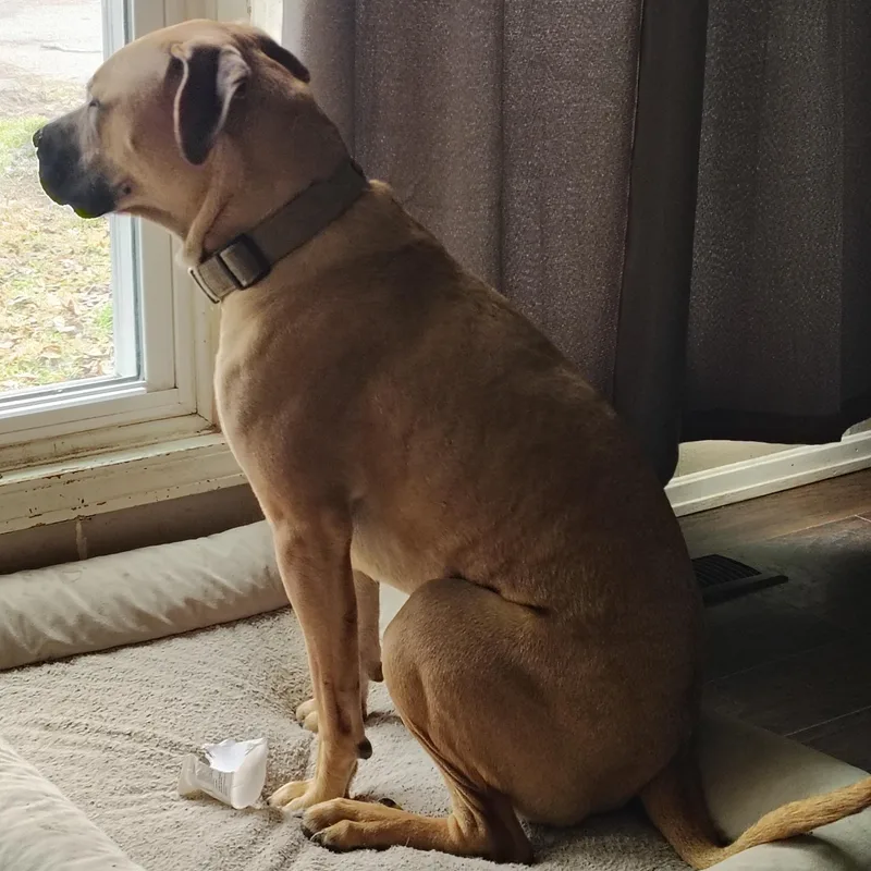 Hank