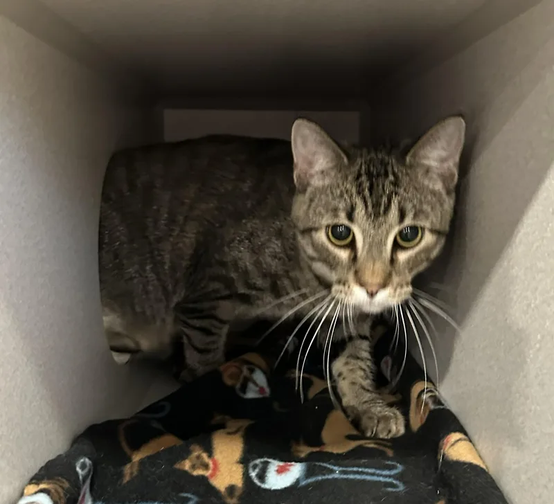 An adult medium-sized male Domestic Short Hair cat named Ferdinand for adoption in Webster City, IA
