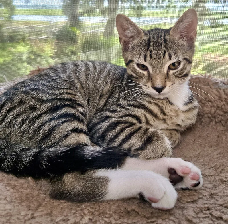 A baby medium-sized male Tabby (Brown / Chocolate) Domestic Short Hair cat named Rocky for adoption in Beaufort, SC