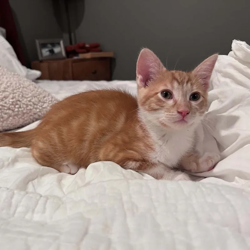 A baby small-sized male Orange / Red Domestic Short Hair cat named Sweet Potato for adoption in West Olive, MI