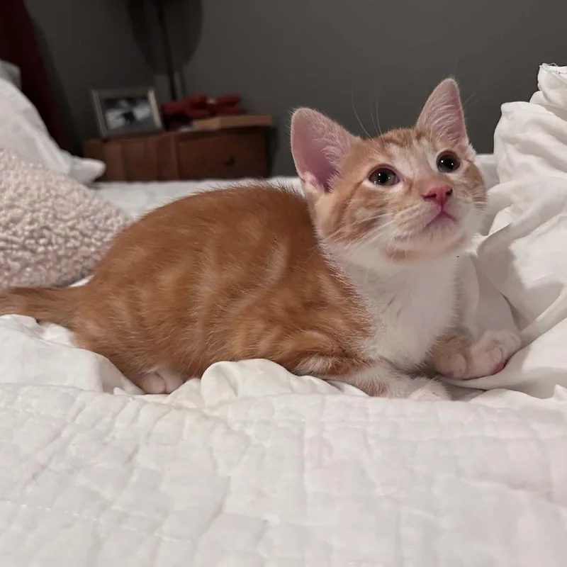 Sweet Potato thumbnail 4