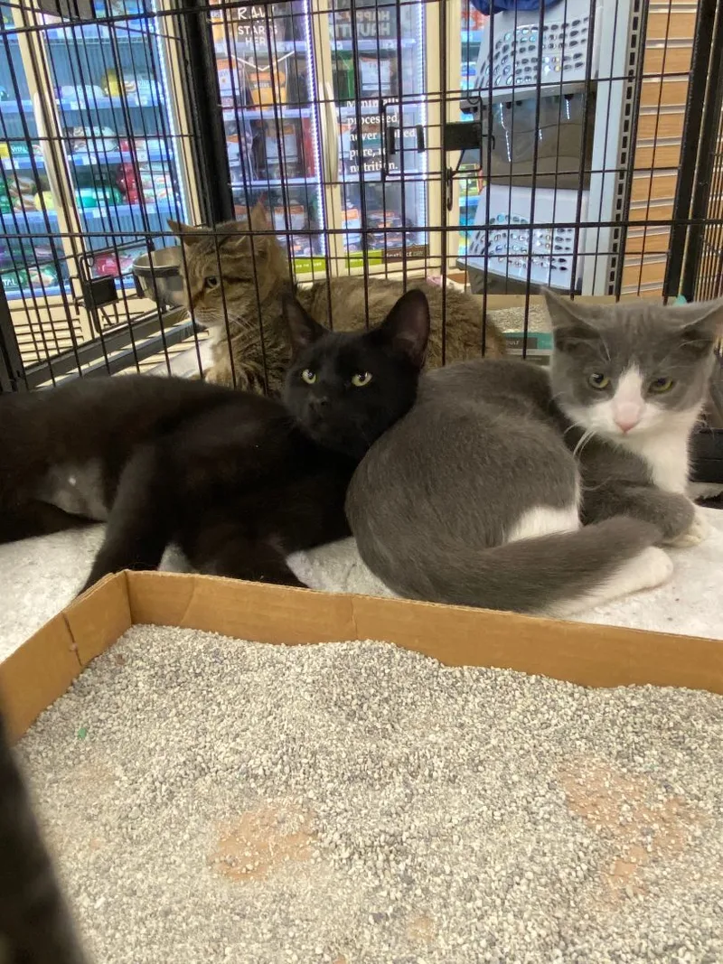 A young small-sized male Blue Cream Domestic Short Hair cat named Atticus And Lola for adoption in Atwater, OH