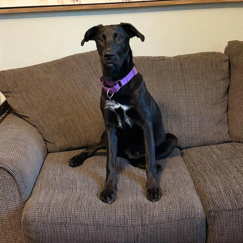 A young medium-sized female Black Labrador Retriever dog named Peanut for adoption in Loveland, CO