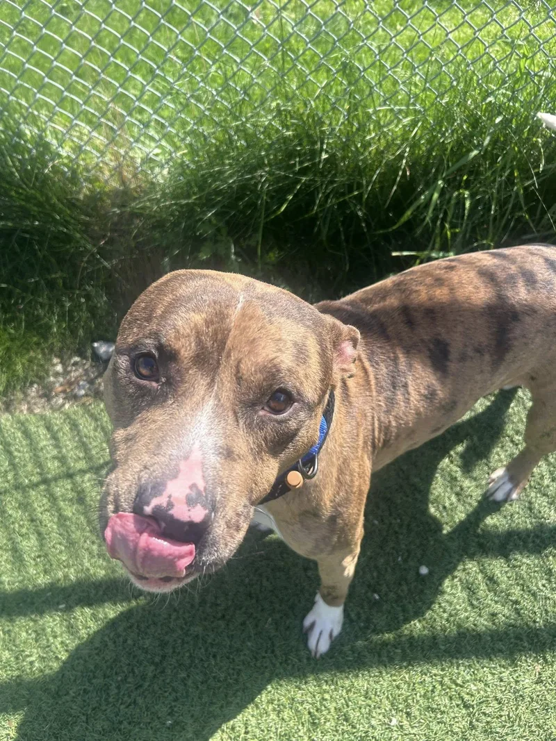 A baby medium-sized male Brown / Chocolate Pit Bull Terrier dog named A.j. for adoption in Cleveland, OH