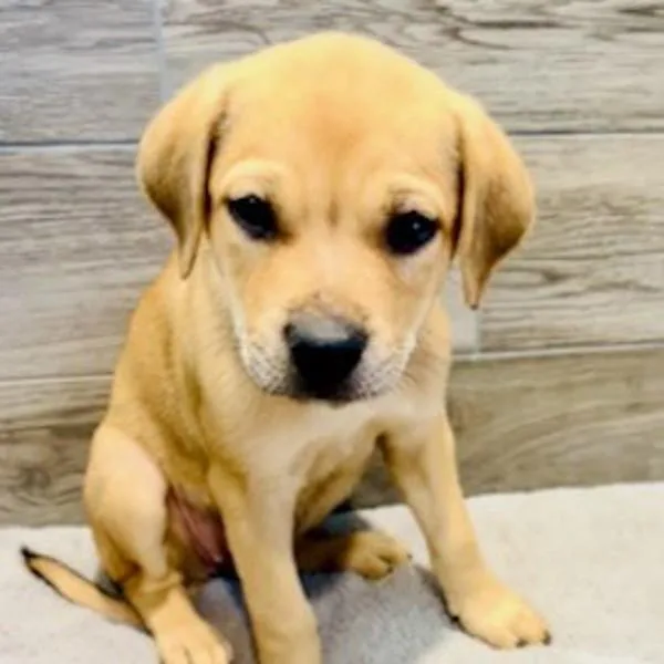 A baby medium-sized female Labrador Retriever dog named Buttercup for adoption in Sioux City, IA