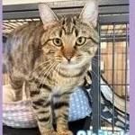 An adult medium-sized male Tabby (Buff / Tan / Fawn) Domestic Short Hair cat named Shiloh for adoption in Bridgewater, NJ