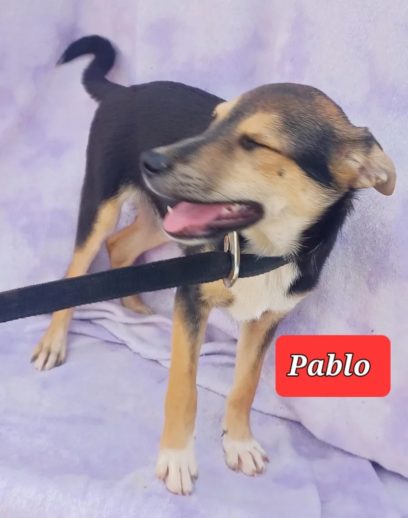 Pablo thumbnail 2