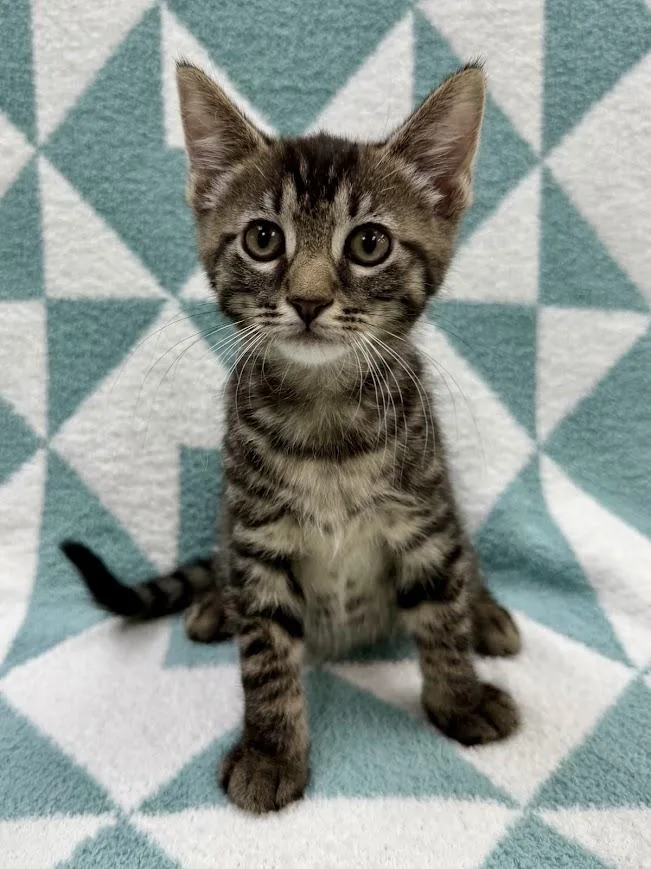 A baby medium-sized male Domestic Short Hair cat named Sloop for adoption in Columbus, OH