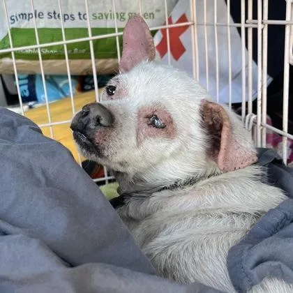 An adult small-sized male Chihuahua dog named Gecko for adoption in Merriam, KS