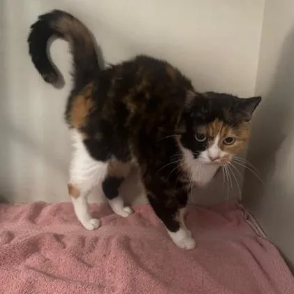 An adult small-sized female Calico cat named Dixie for adoption in Hutchinson, MN