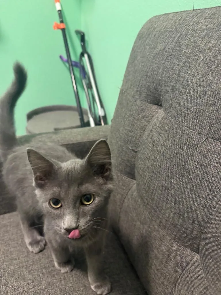 A baby medium-sized male Domestic Medium Hair cat named Slate for adoption in Mountain Home, AR
