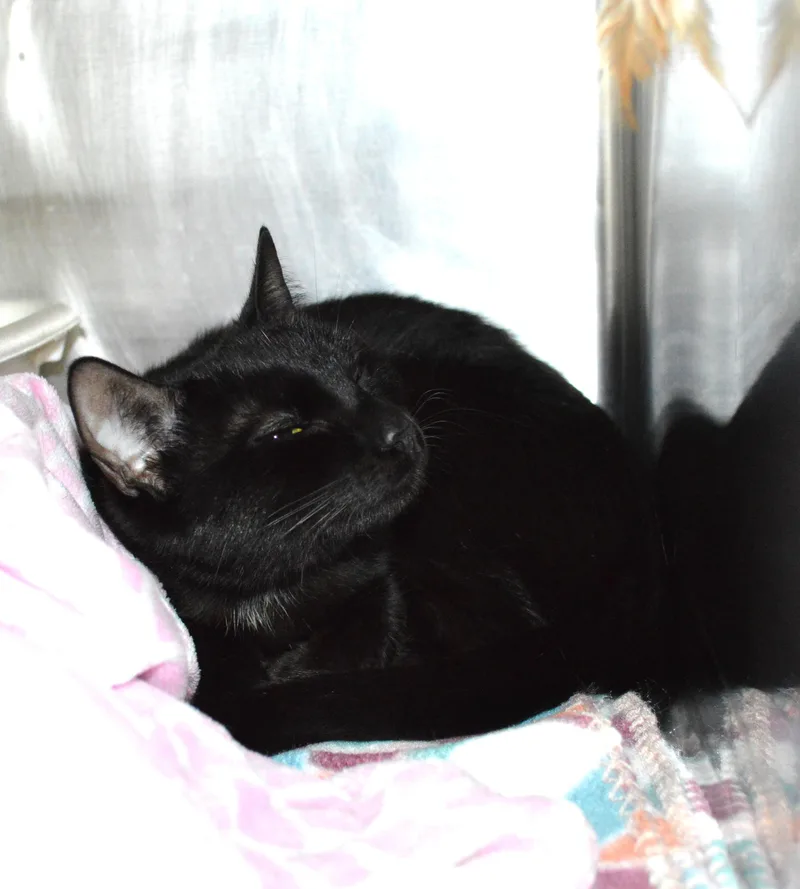 A young small-sized female Black Domestic Short Hair cat named Dameena for adoption in House Springs, MO