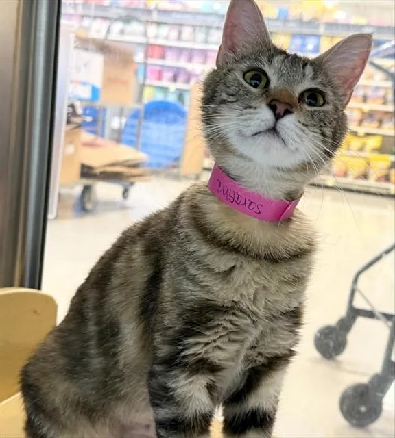 A young small-sized female Domestic Short Hair cat named Sarafina for adoption in Saint Louis, MO
