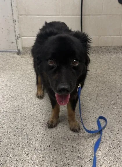 An adult medium-sized female Black Mixed Breed dog named Scarlett for adoption in Kansas City, MO
