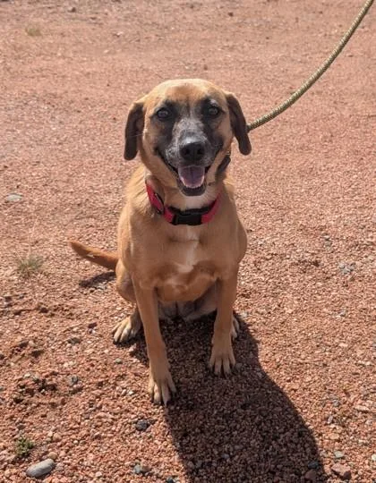 An adult medium-sized female Hound dog named Quinn for adoption in Divide, CO